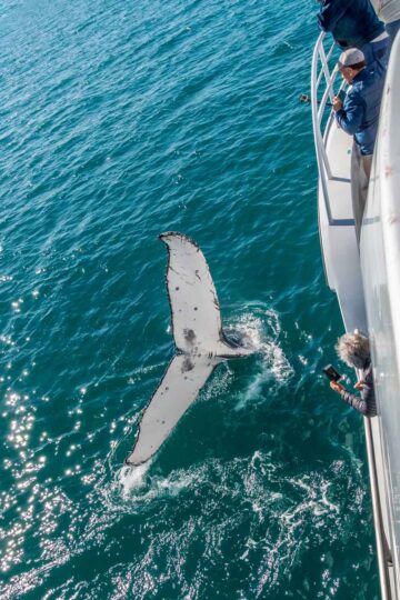 Watching the whales from Whalesong Cruise
