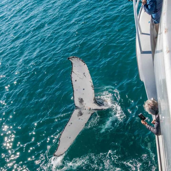 Watching the whales from Whalesong Cruise