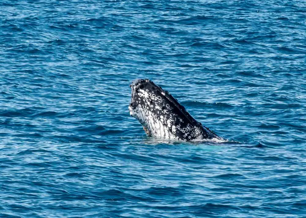 Humpback whale puts his head up