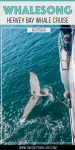 Whalesong cruises review pinterest poster