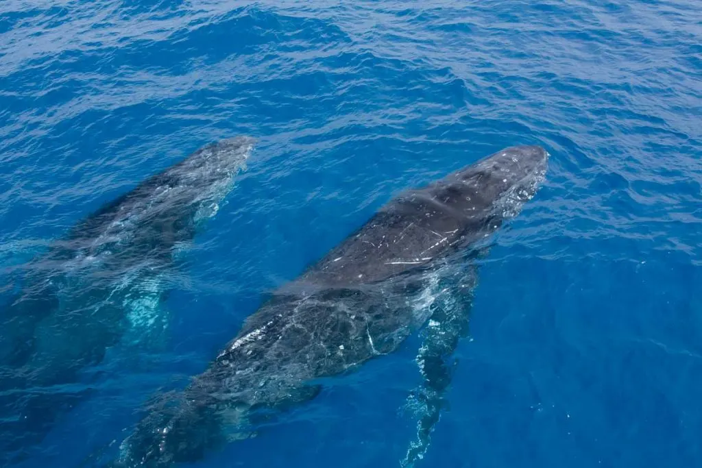 2 young whales swim next to the boat
