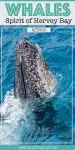 Whale cruise with the Spirit of Hervey Bay