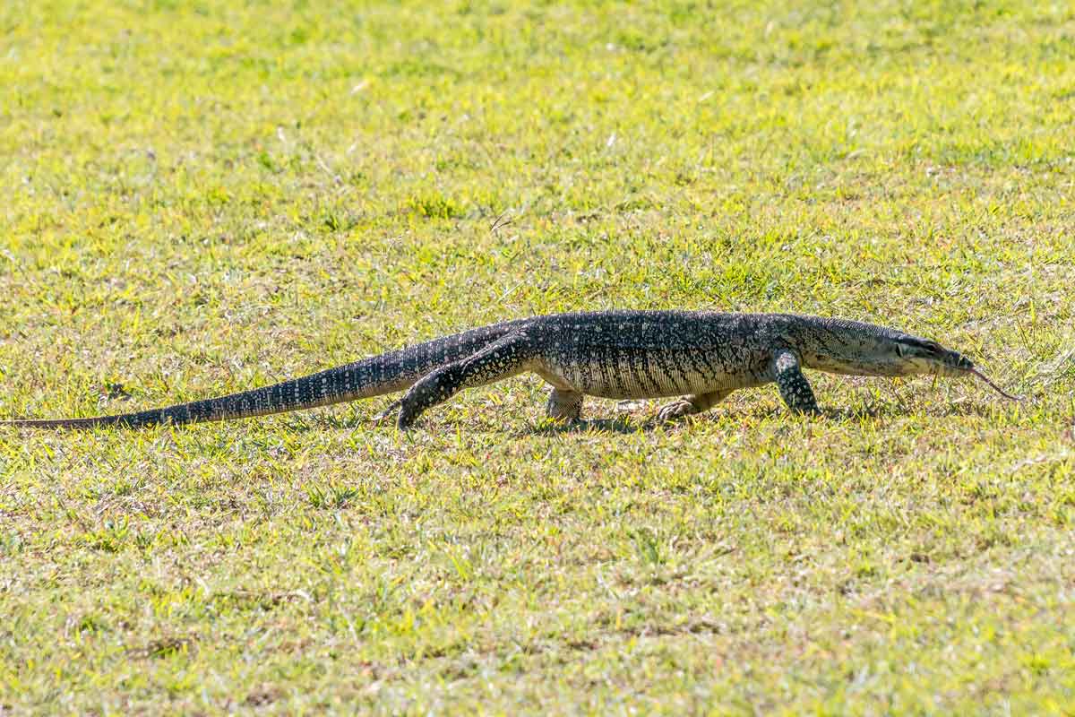 Tree Goanna at Lake Lenthall