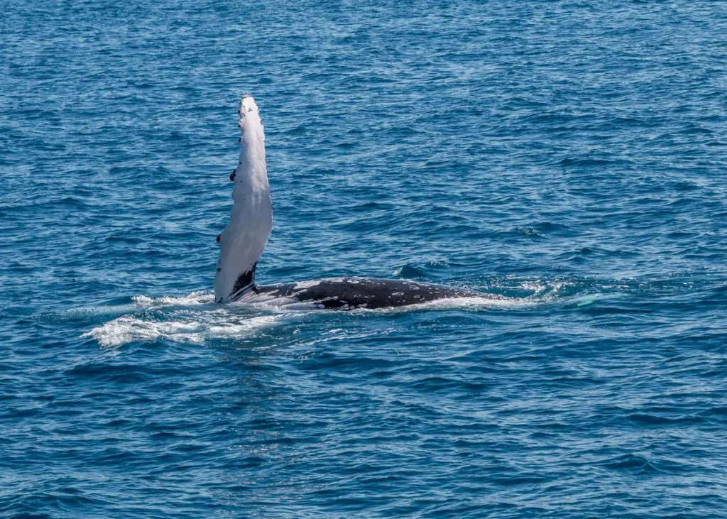 Humpback whale on its side with fin up