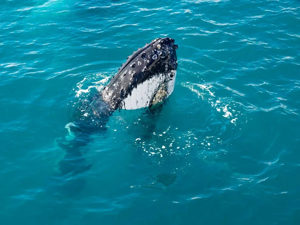 Humpback whale from the Spirit of Hervey Bay