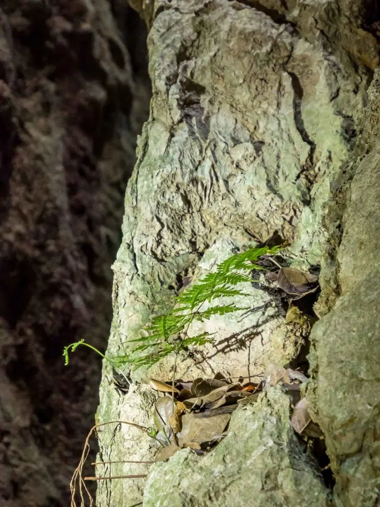 The endangered capricorn caves fern