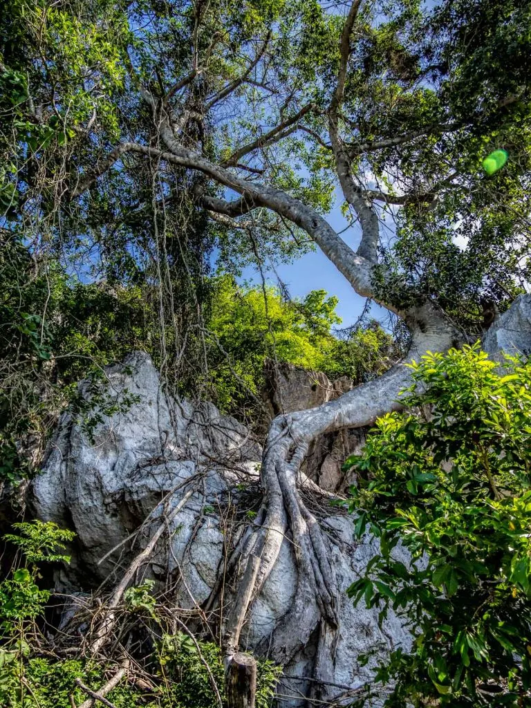 Tree growing above Capricorn Cave system