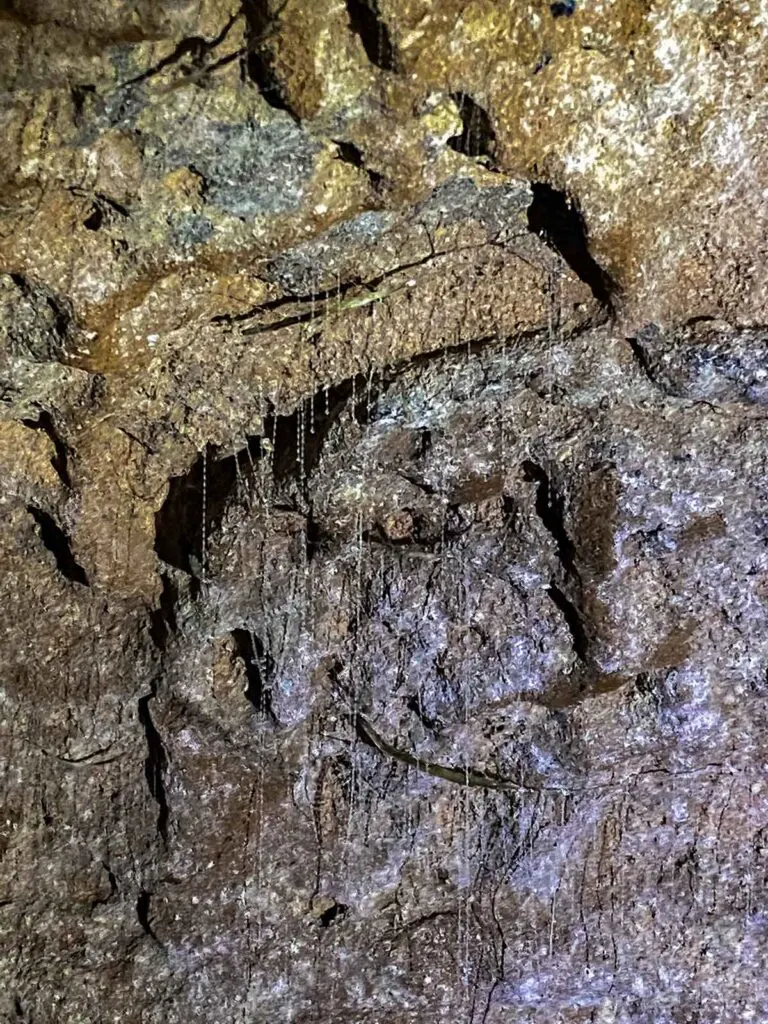 Glow worm threads on cave wall