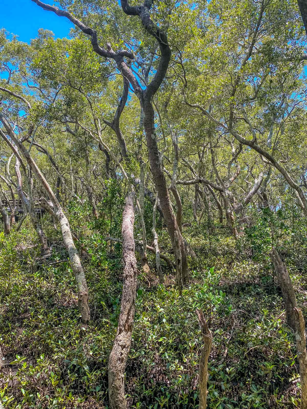 New growth in mangroves January 2022
