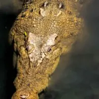 Saltwater crocodile head from above