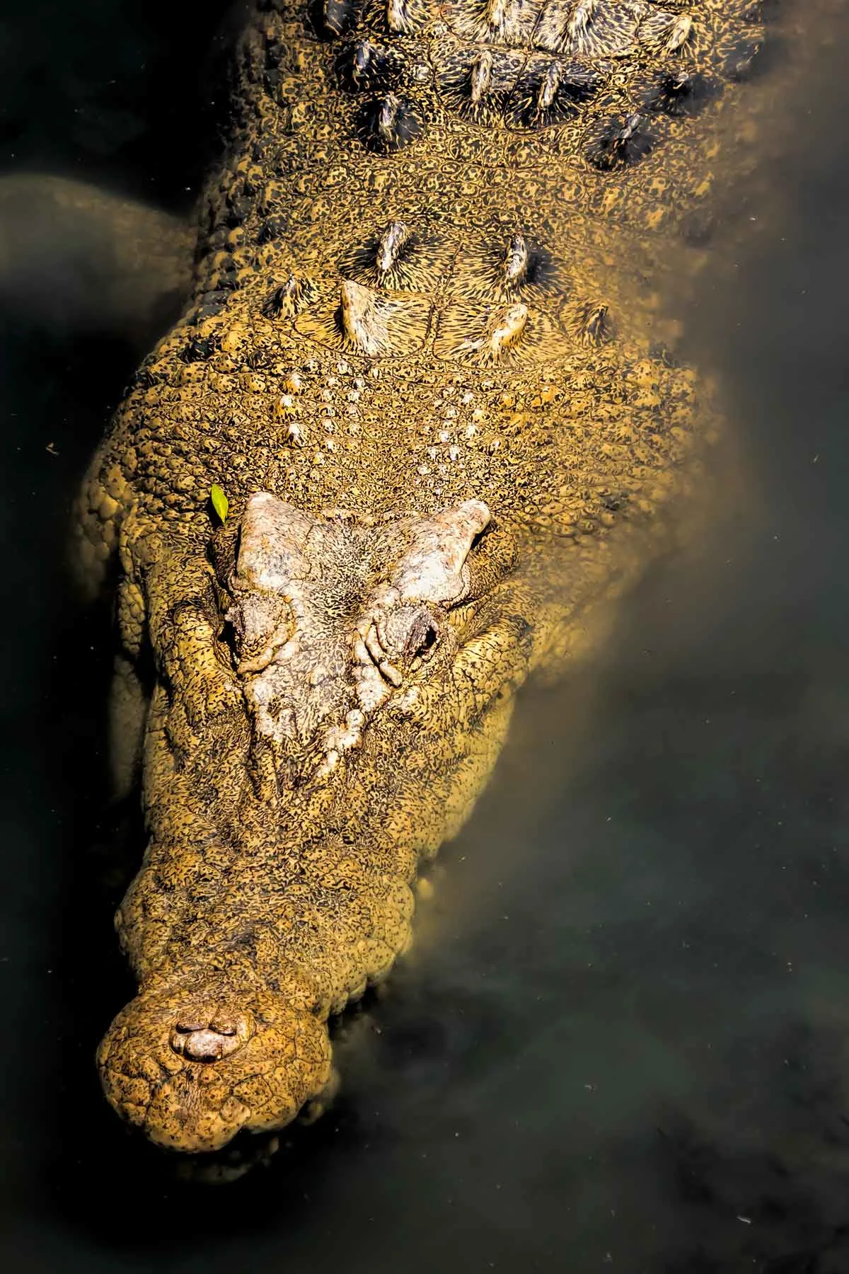 Saltwater crocodile head from above