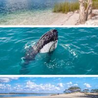 Day trips from Hervey Bay