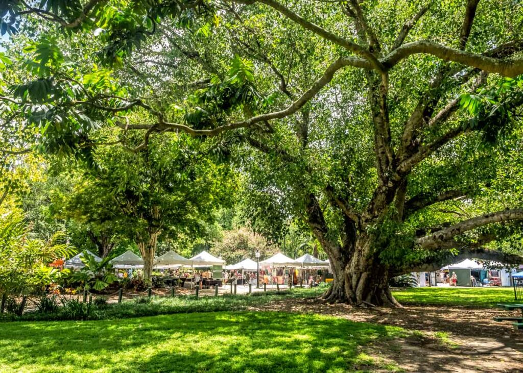 Huge old trees and market tents at Brisbane city botanic garden
