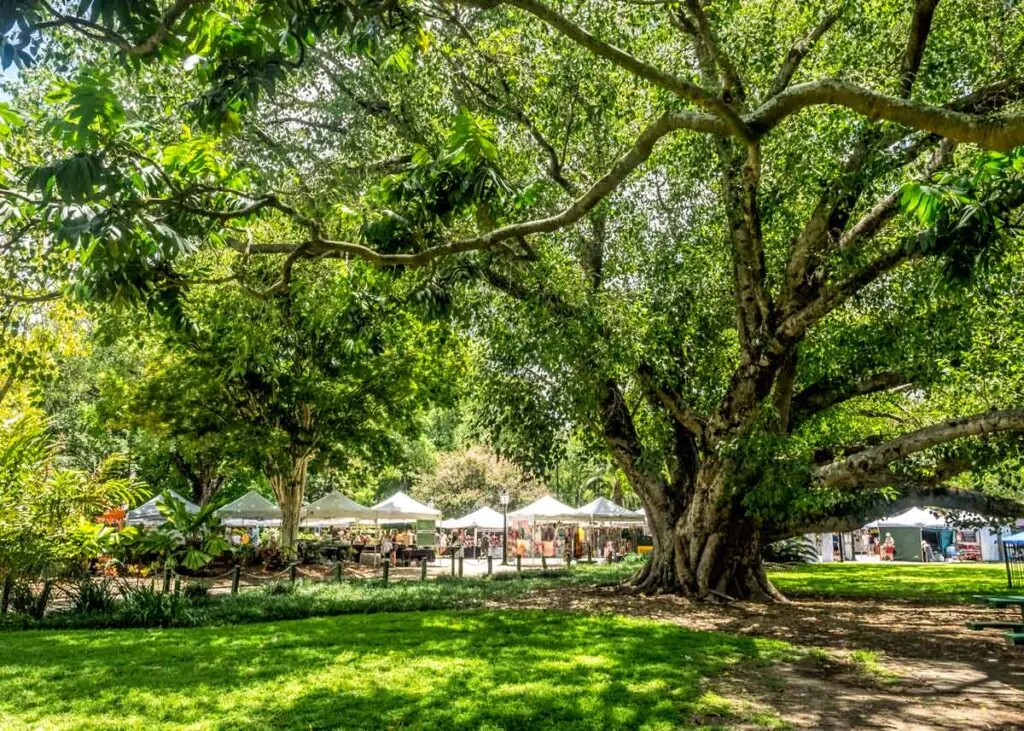 Huge old trees and market tents at Brisbane city botanic garden