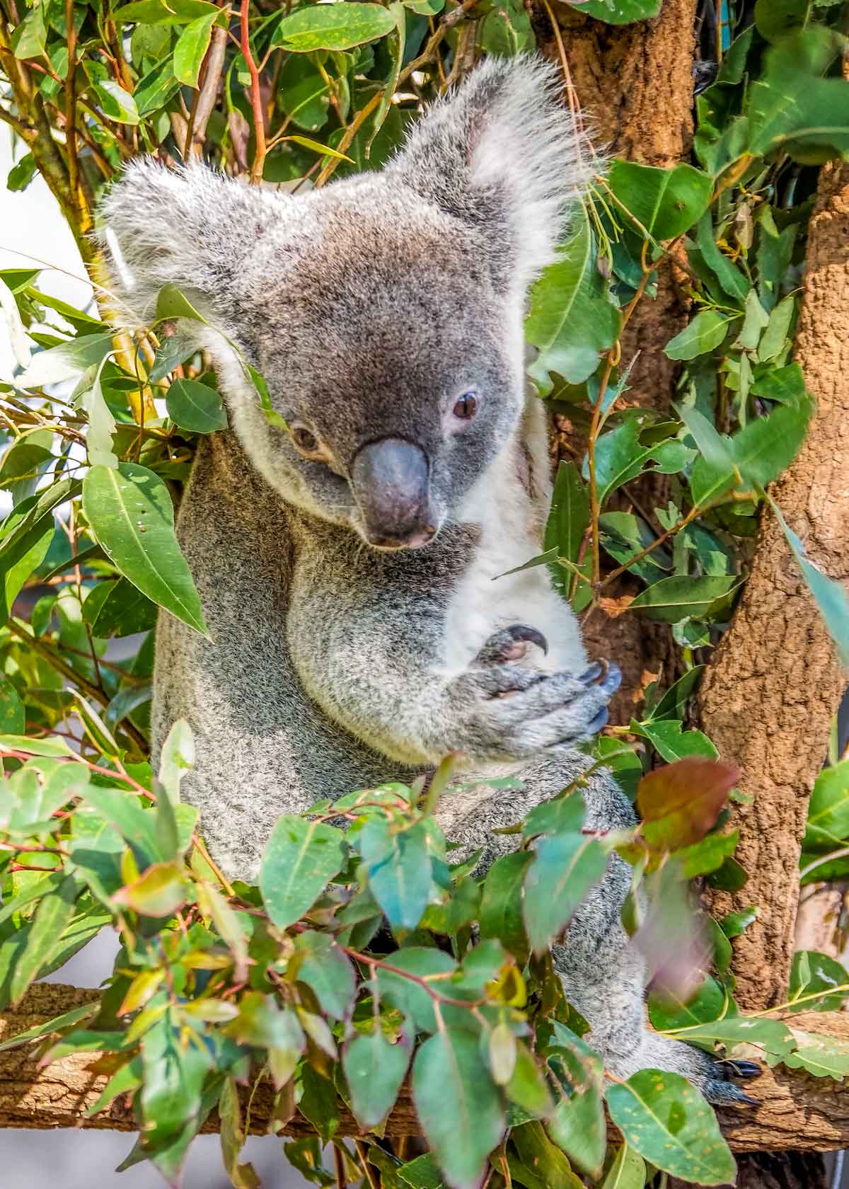 Koala at Lone Pine Sanctuary