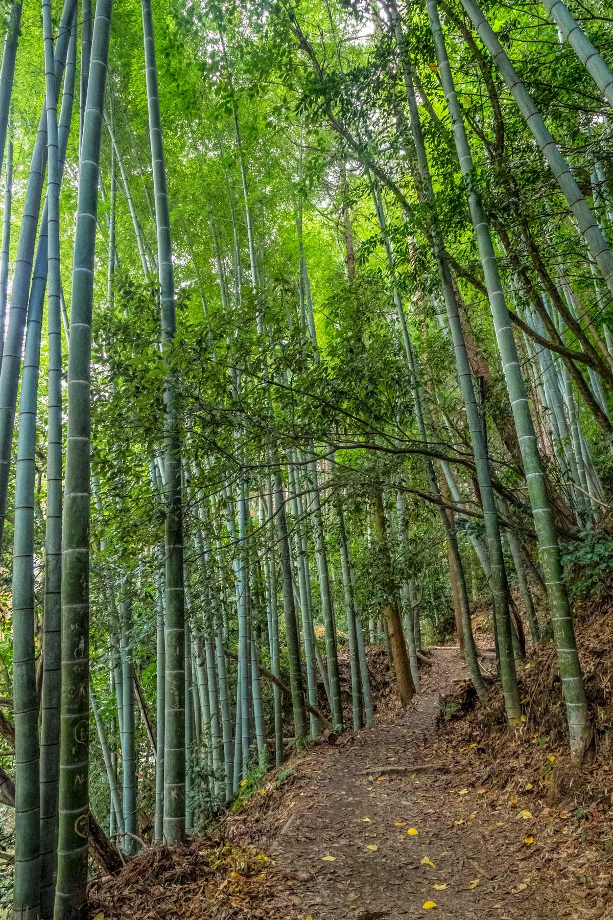 Bamboo grove at Fushimi Inari