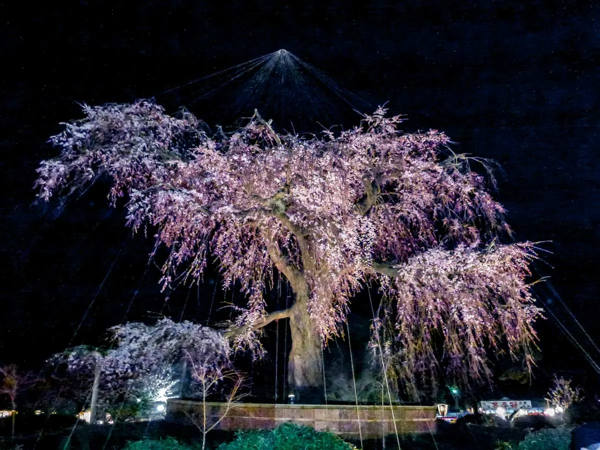 Cherry tree lit up in Maruyama park, Kyoto