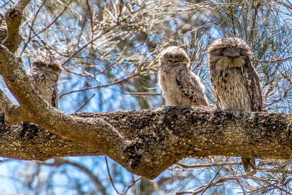 Tawny Frogmouth family at Boondall Wetlands