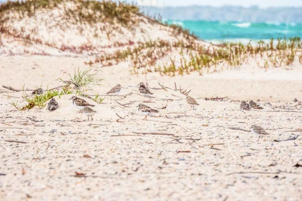 Tournepierre à collier et autres oiseaux migrateurs nichant sur l'île du Dr May