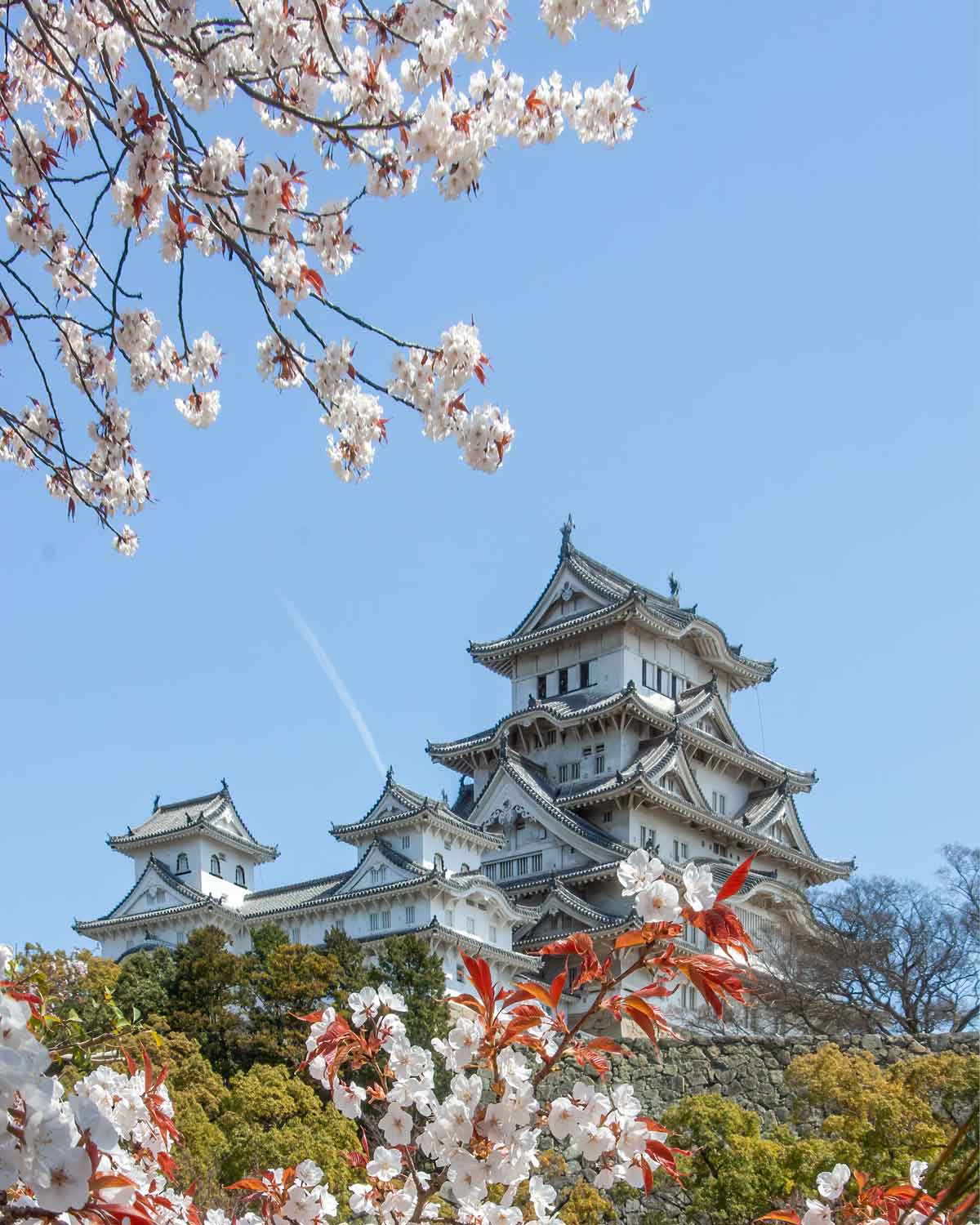 Himeji Castle with cherry blossom