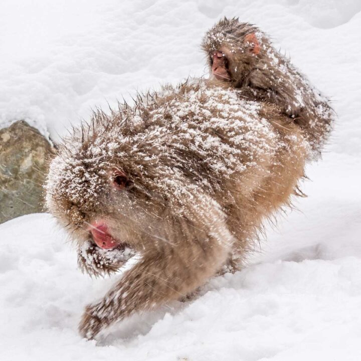 Snow monkeys in Nagano
