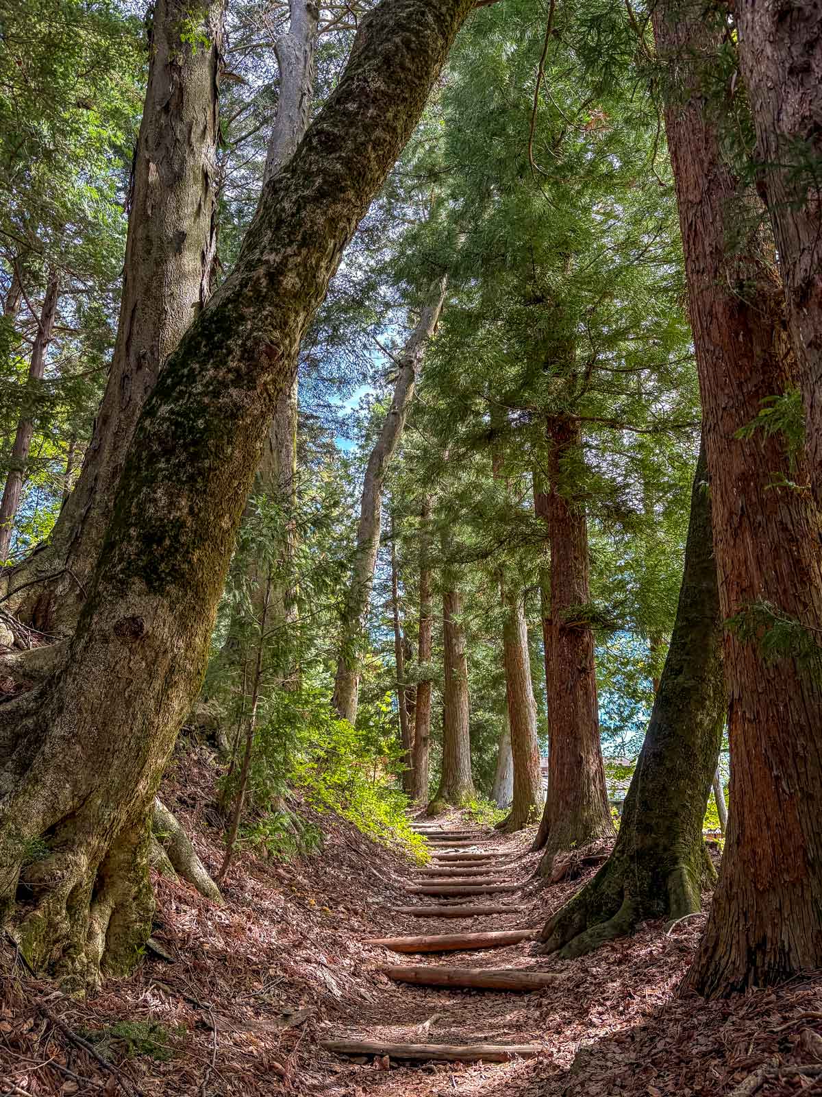 Cedar path to Narai Hachimangu Shrine