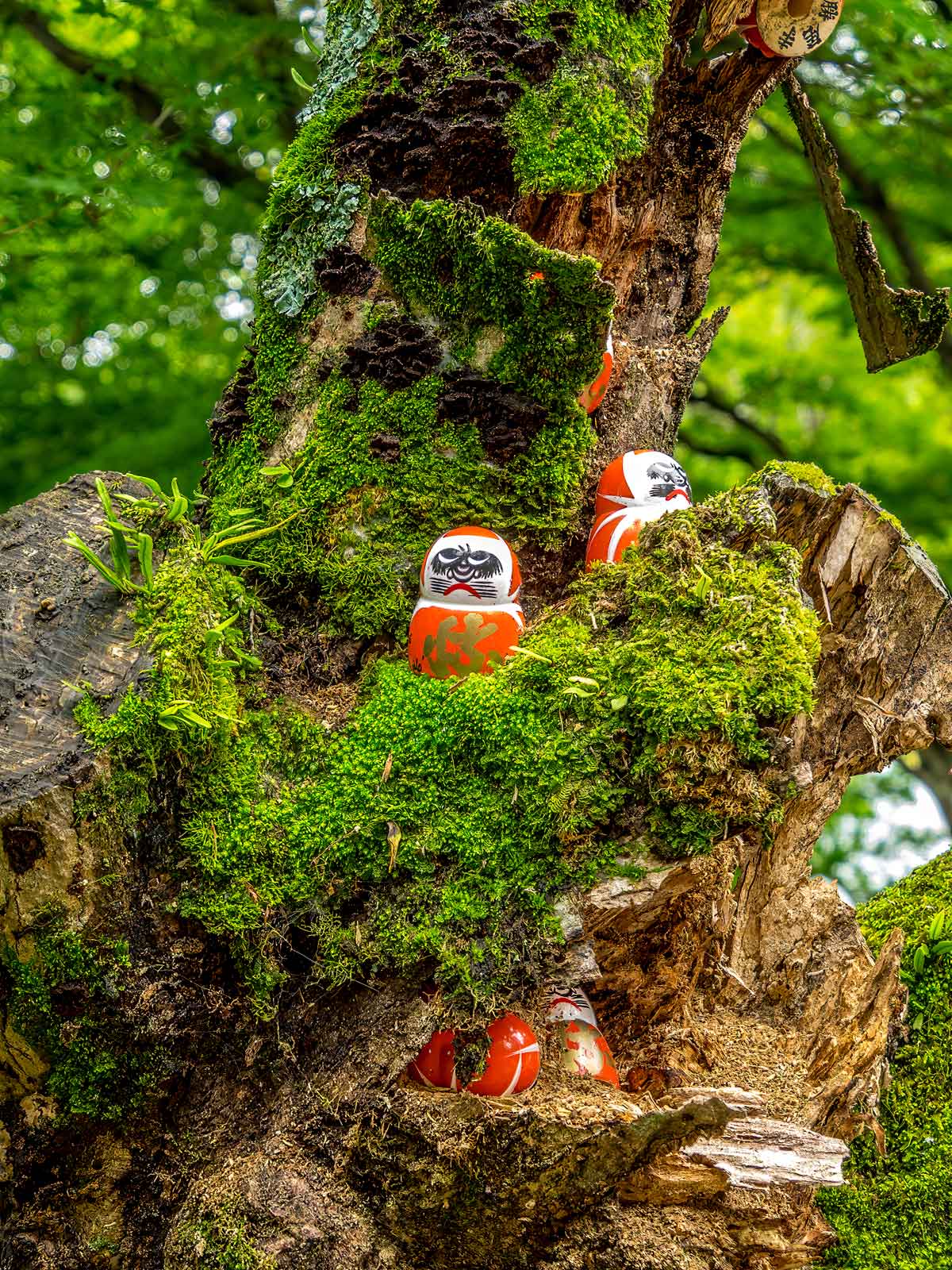 Daruma in an old tree at Katsuoji